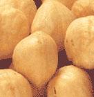Noisette blanchis 